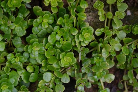 冷水花照顧|透莖冷水花 (Pilea pumila) 照顧，種植，繁殖，開花時間